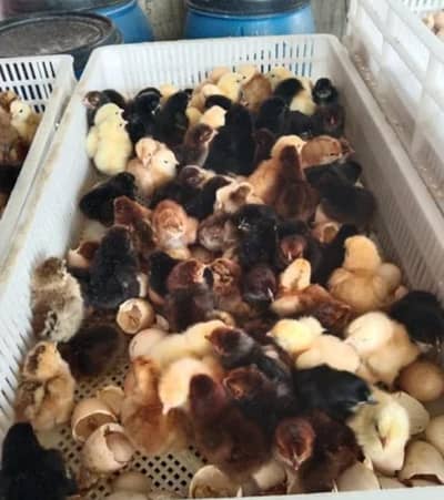 desi chicks for sale