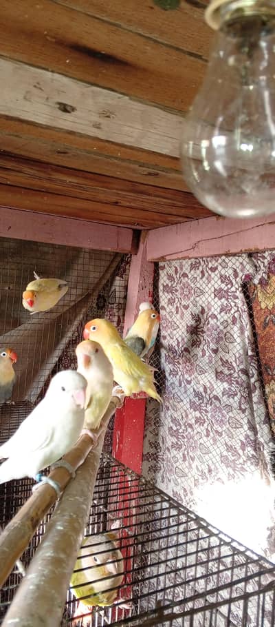 grey silver and white jawa