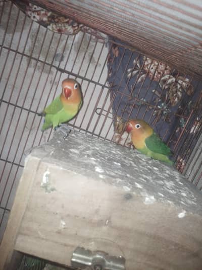 pair and healthy active