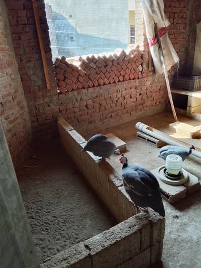 تیتر یا فورسیل ہے جھلم میں ایک نر اور دو مادیاں ہے