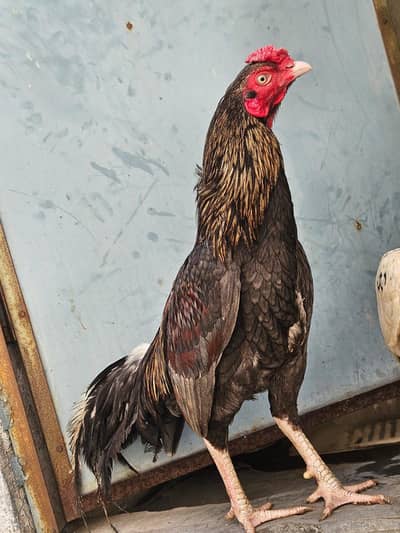 Pure Aseel hen ,on Eggs ,layed 2 eggs