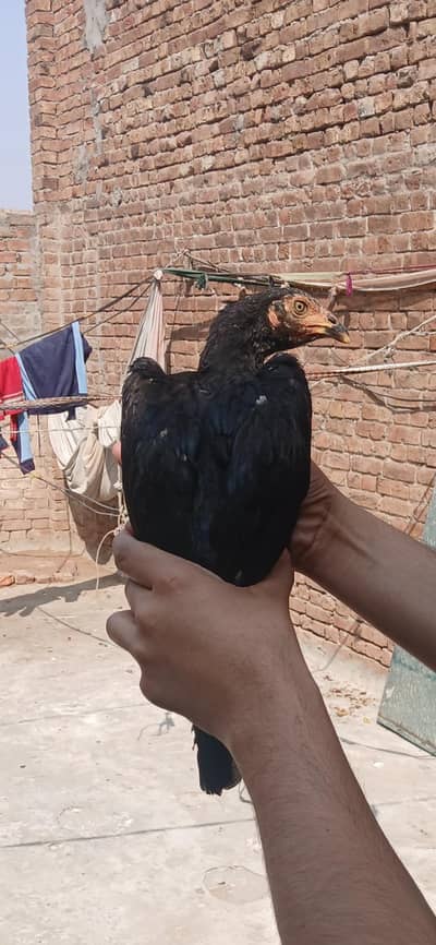 aseel chicks good quality  5 pieces