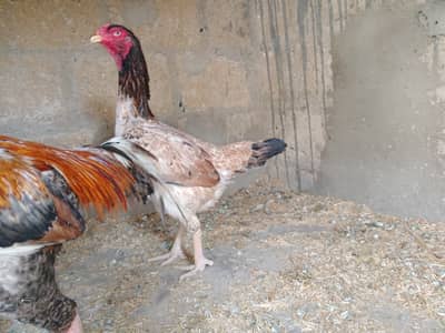 Shamo madi with aseel male