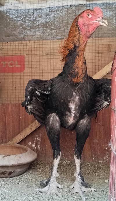 ASEEL PAKOYA/ASEEL THAI/ASEEL/RED SPANISH/BENNET ASEEL IMPORTED