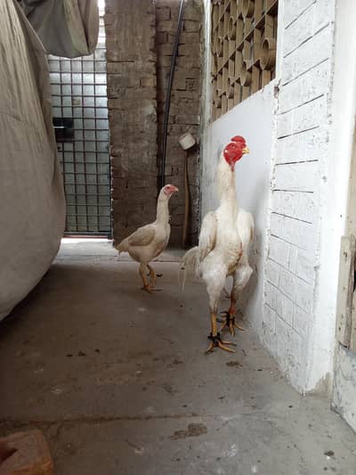 pure japanese white shamo chicks available h  per piece 3500 ka.