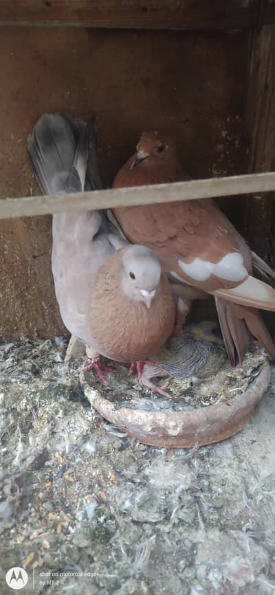 Gola Breeder pair with chick