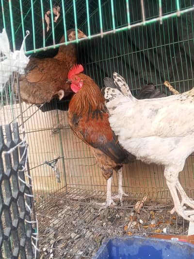 Desi 3 murga or 1 murgi