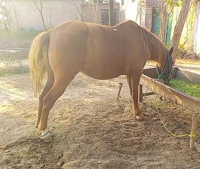 پریگنیٹ کلے کلر کی گھوڑی.