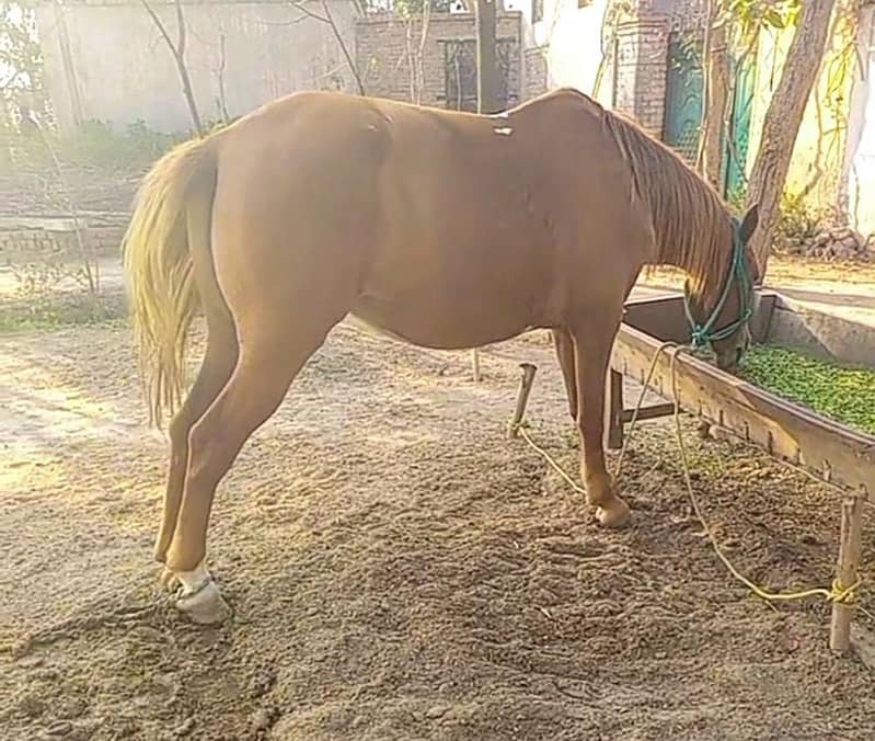 پریگنیٹ کلے کلر کی گھوڑی. 0