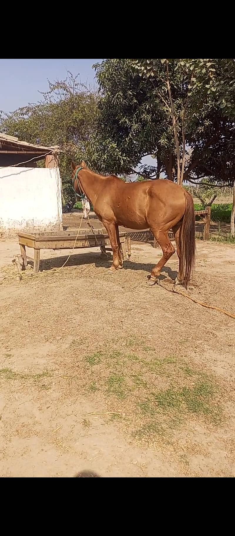 پریگنیٹ کلے کلر کی گھوڑی. 1