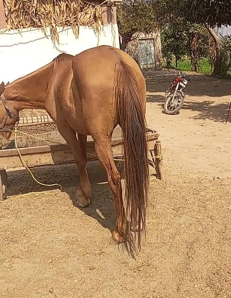 پریگنیٹ کلے کلر کی گھوڑی. 2