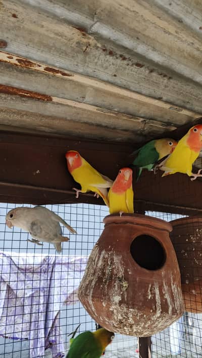 lovebirds and common hogo