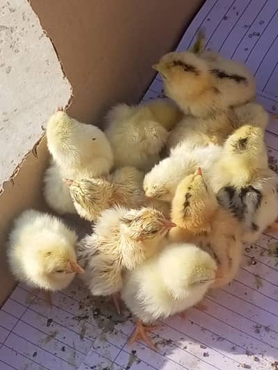 Aseel desi chicks for sale
