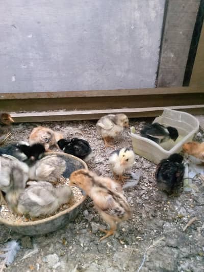 Pure Sindhi Aseel chicks heera