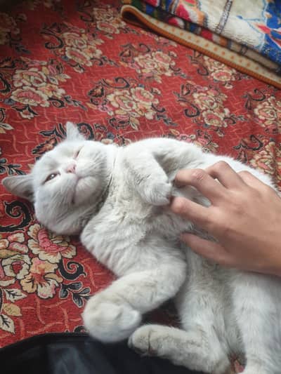 british shorthair for sale at price like giving free