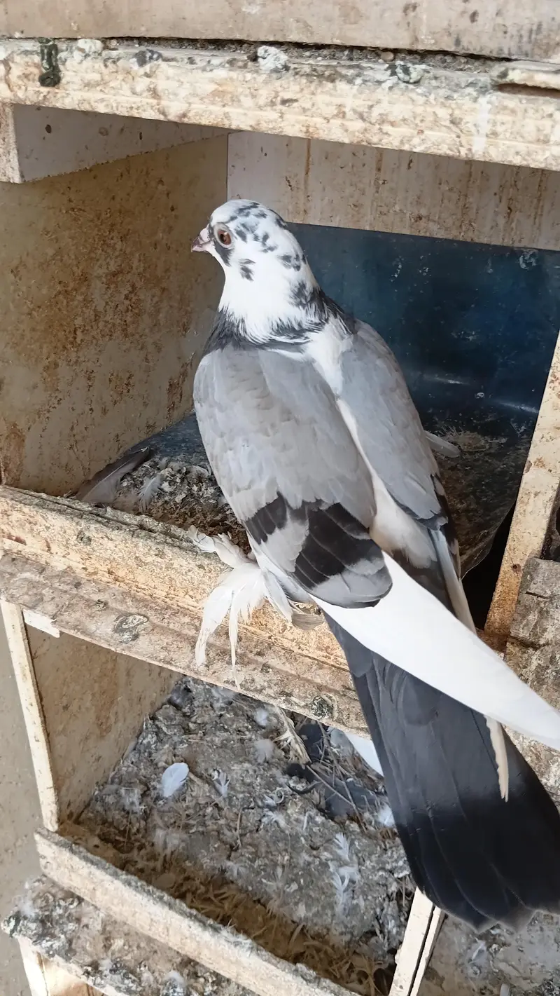 Fancy pigeon