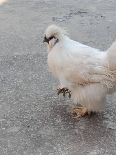 white Silke blue year give fingar  breeder male for sale