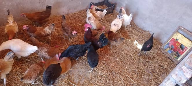 Pure Desi Murgi. Desi Murga eggs Lying For Sale. 03008198630