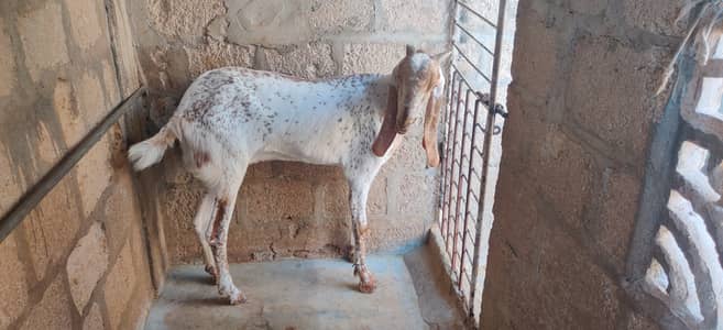 Pure makki chena bakri