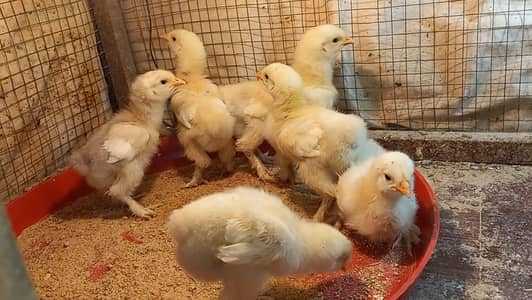 White Heavy Buff Chicks and Eggs 03204143422