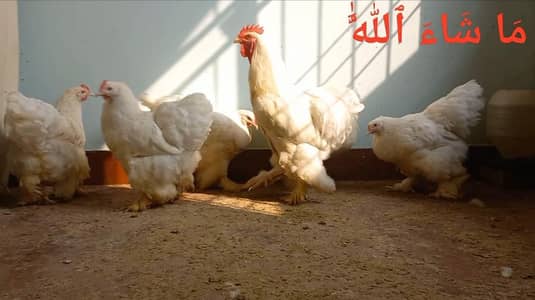 Heera | White Buff | Golden Buff | Pakistani Aseel | Eggs 03204143422