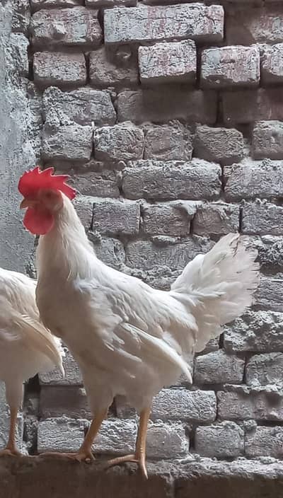 Murga/Desi Murga/White Murga/Cock