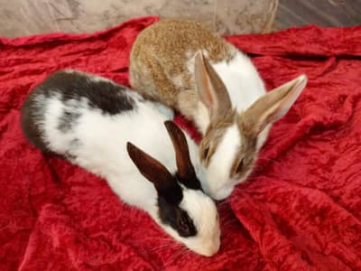 Beautiful Rabbit Pair Available for Sale - Fully Tamed