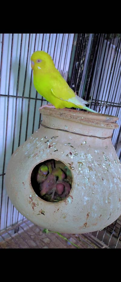 Breeder Pair 100000000% with 3 chicks