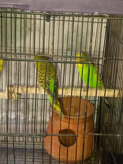 budgies pair for sale