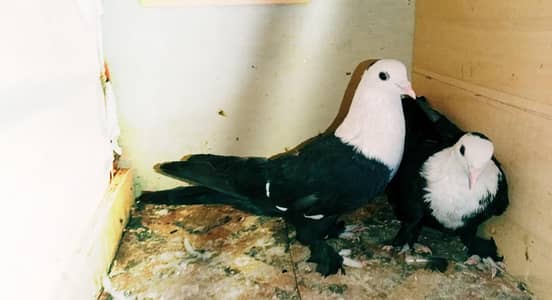 Karbalai pairs jutt black kachpre gandedaar