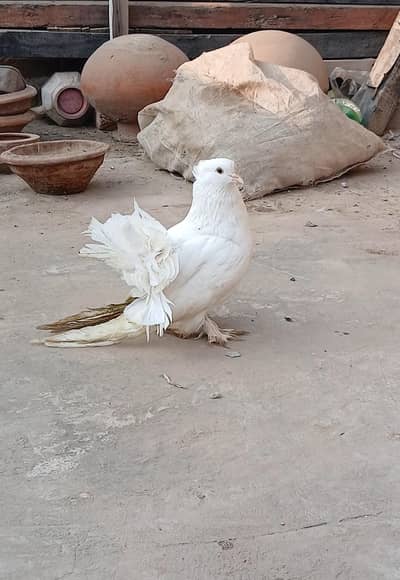 whaite American breeder male