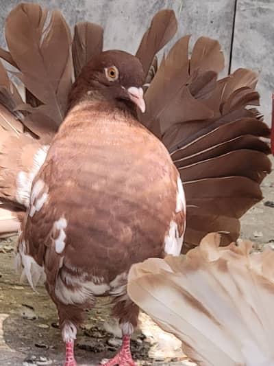 American blood line fantail 6 piece