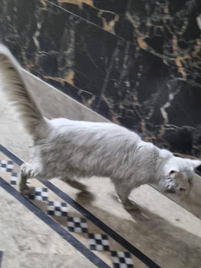 cat double coat golden eye