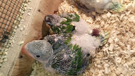 green parrot 03124381493 at video