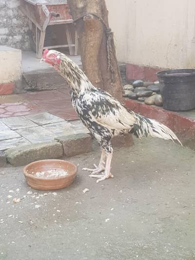 aseel heera pure breed. phone number 03368717987