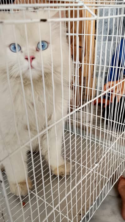 White cat with blue eyes