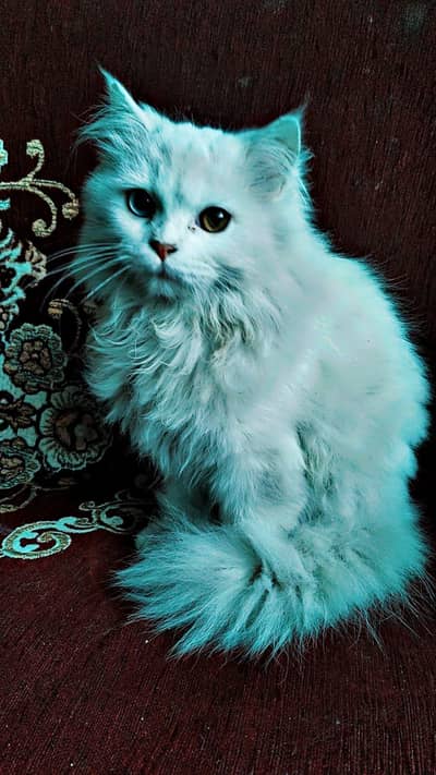 White Persian cat with long hair