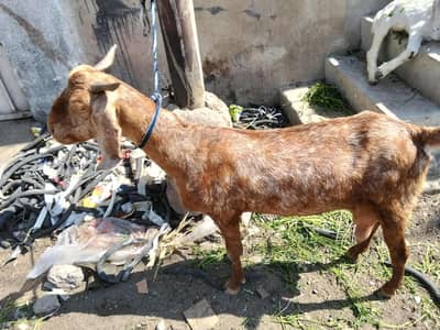 bakri for sell full active