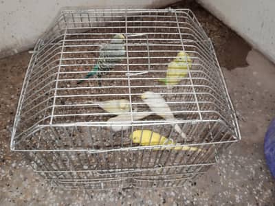 creamo lutino Bajri parrot  for Sale – Healthy & Active