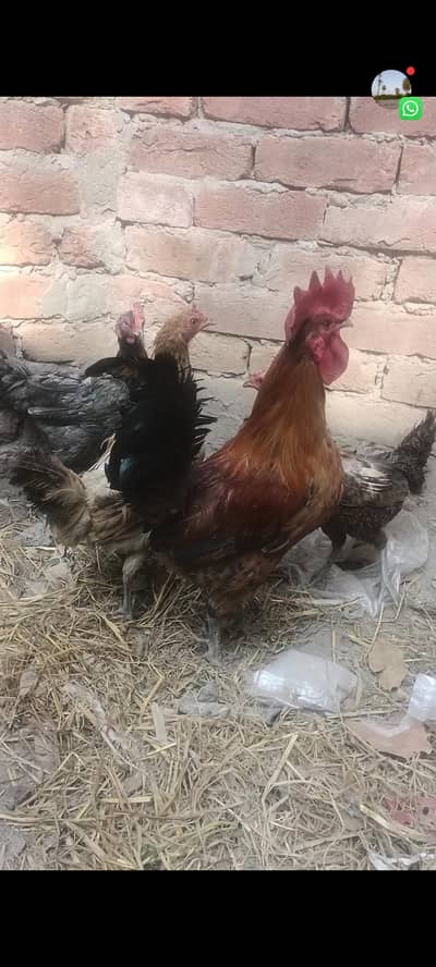 pure desi aseel cross kurak honay wali