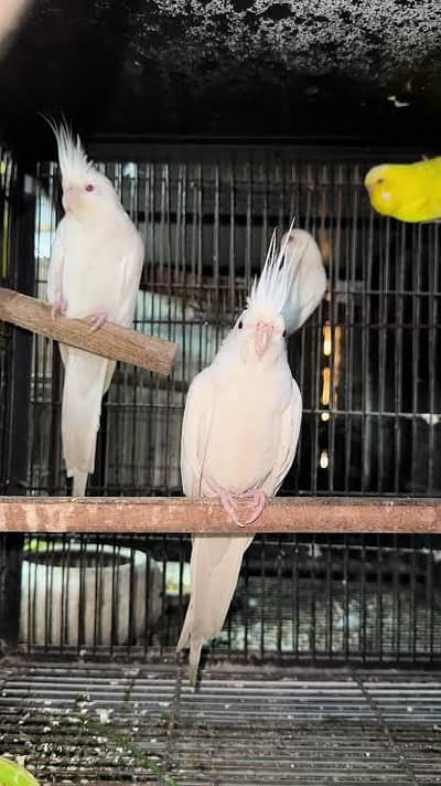 Eno cockatiel Breeder Males