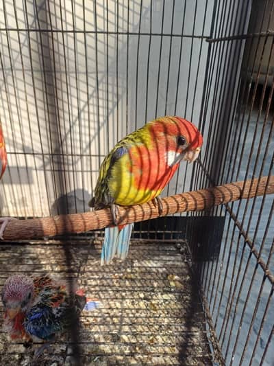 Sun conure and Rosella