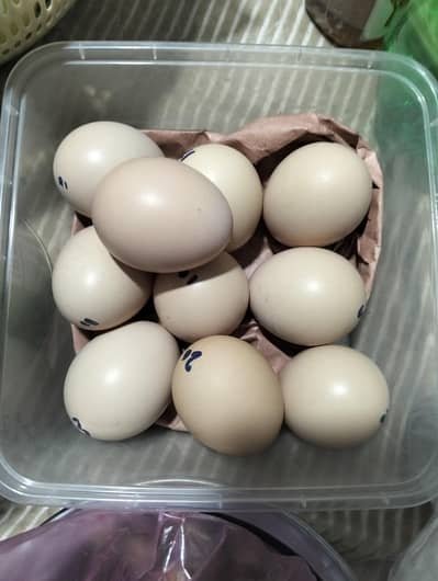 Aseel Silver Salaiti eggs available