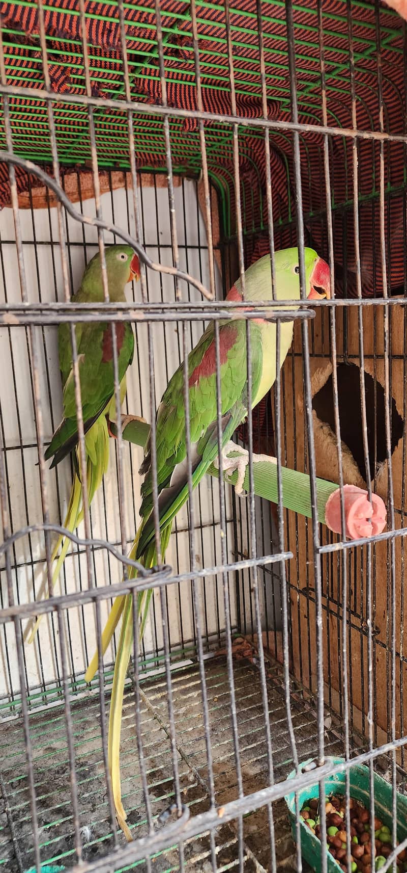 parrots 0