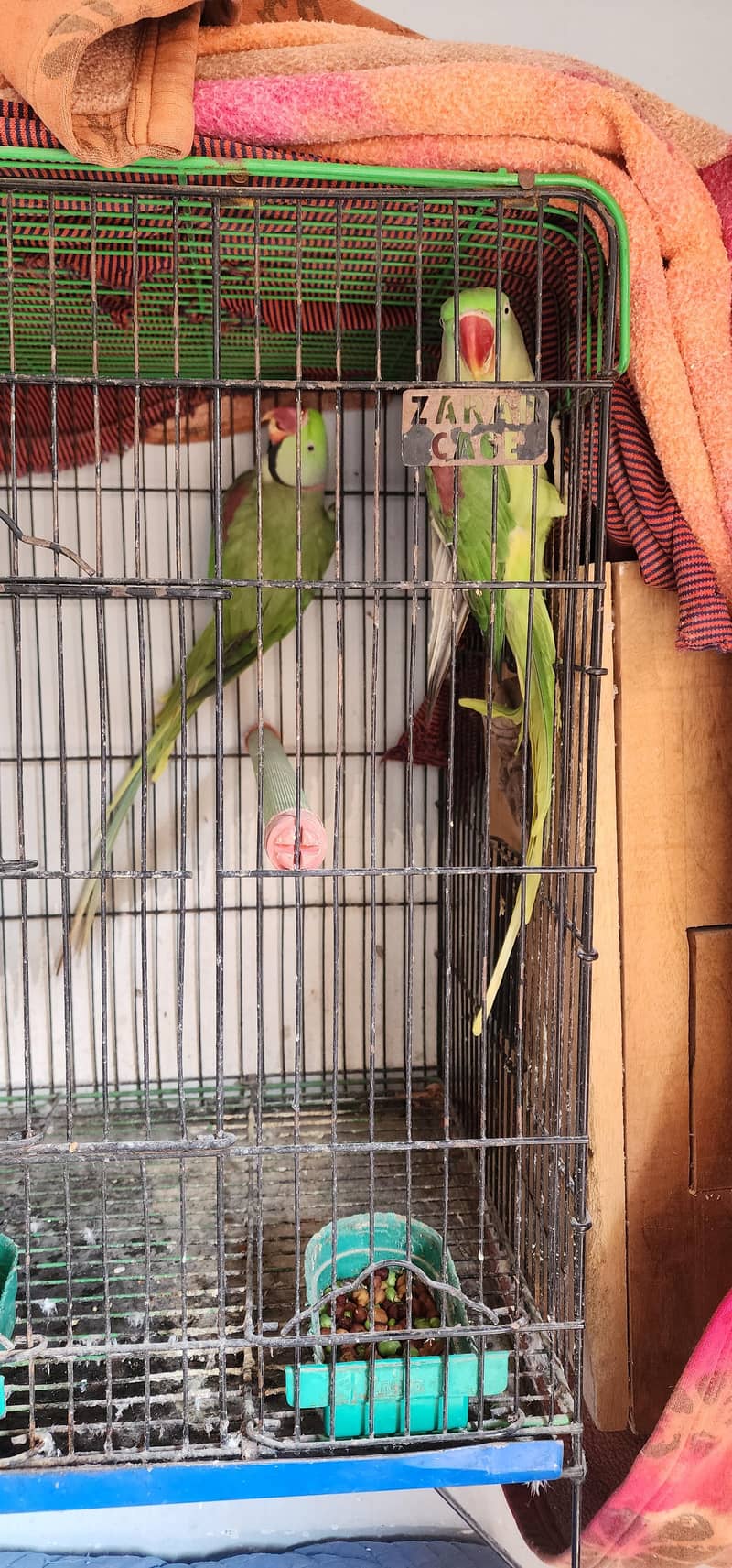 parrots 4