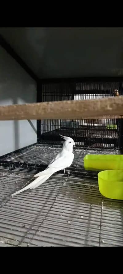 Enu Cockatiel Red Eye Breeder Male