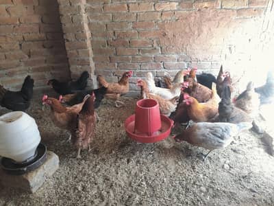 confirm layer hens for sale 23 total hens