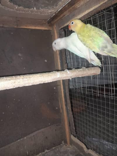 lovebird breeder pair