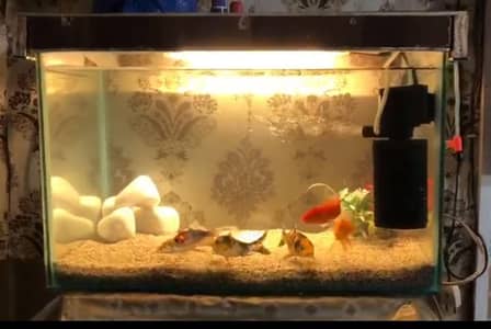 Aquarium & Fishes or Tank or Feed or filter or Heater
