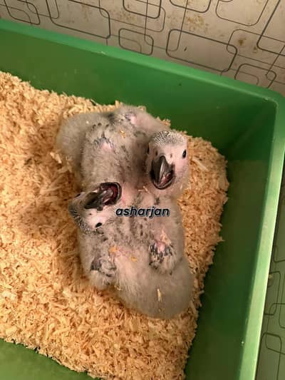 African grey chicks